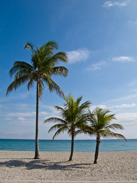 Palm trees on Hollywood Beach Florida prior to our Celebrity Solstice cruise