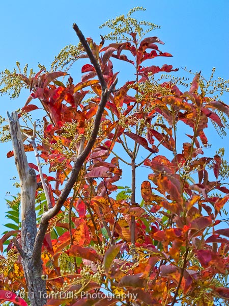 Hints of early fall color at Wiseman's View, Linville Gorge Wilderness area, Pisgah National Forest, North Carolina