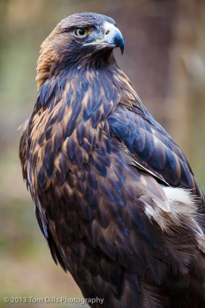 Zlaty, a Golden Eagle at PhotoWild! at Carolina Raptor Center in Charlotte, North Carolina