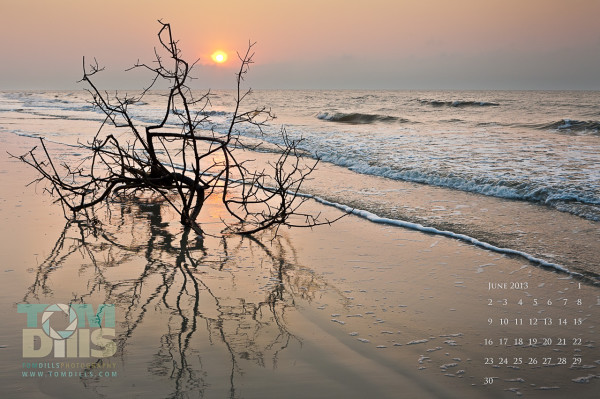 "Tree on the Beach at Sunrise"