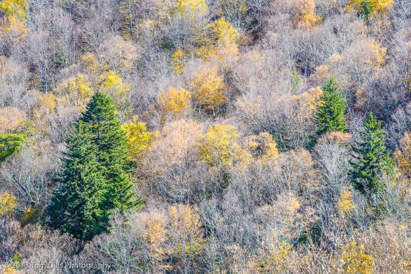 Fall color along the Blue Ridge Parkway near Lone Bald Overlook, MP 432