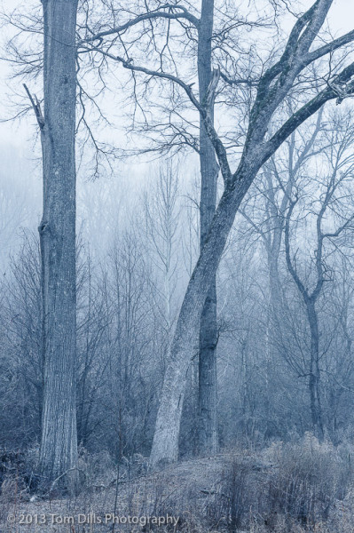 Winter morning on the Torrence Creek Greenway, Huntersville, North Carolina