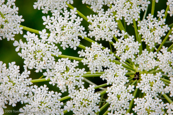 Queen Anne's Lace, Torrence Creek Greenway, Huntersville North Carolina