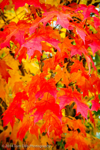 Fall Color in Historic Frog Level, North Carolina