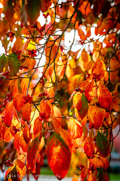 Dogwood in fall colors, Waynesville, North Carolina