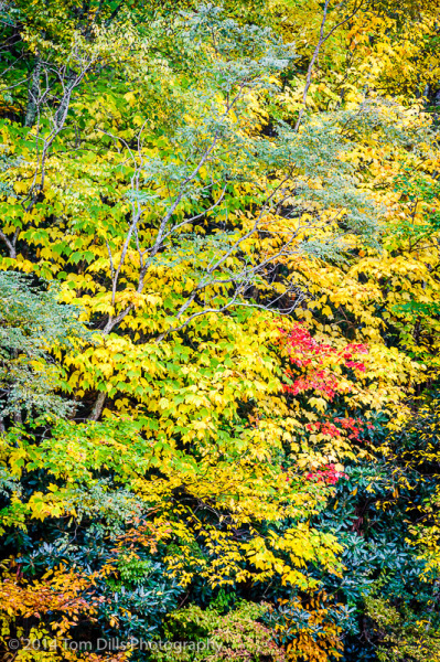 Fall Color along the Blue Ridge Parkway near Waynesville, North