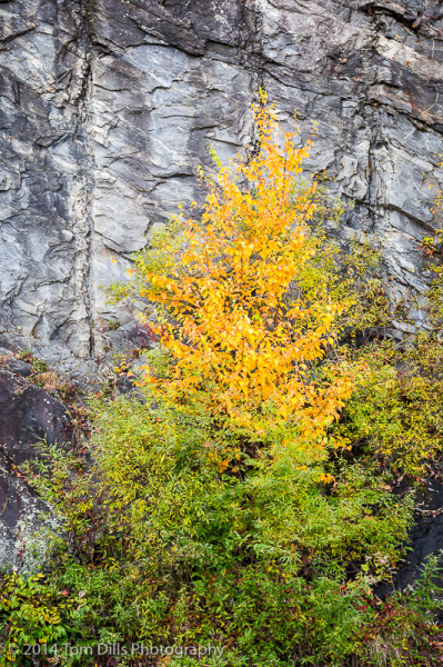 Fall Color along the Blue Ridge Parkway near Waynesville, North Carolina