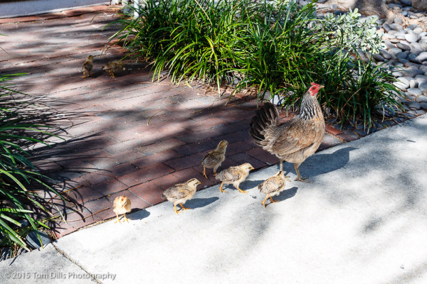 Mom & the Kids, Key West, Florida