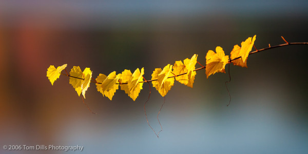 Fall leaves at Mountain Island Lake, Huntersville, NC