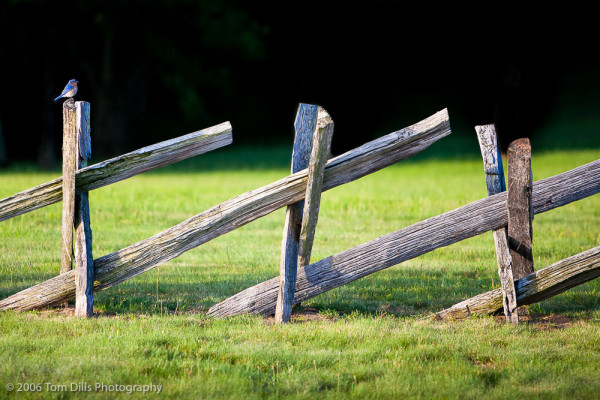 Bluebird on Split Rail Fence, Groundhog Mountain, Blue Ridge Parkway, Virginia