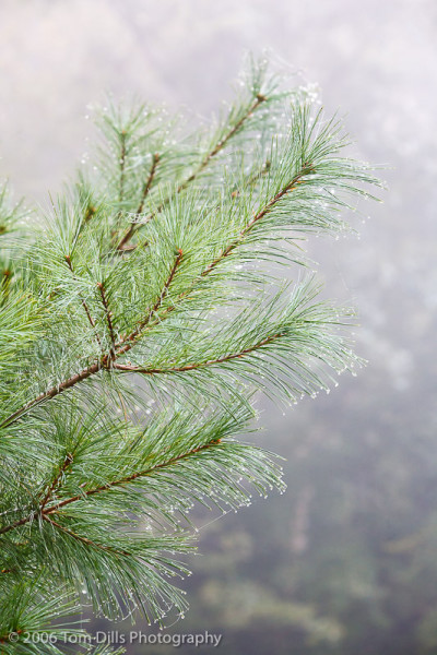 Pine Tree Branch with dew, Natural Bridge State Park, Kentucky