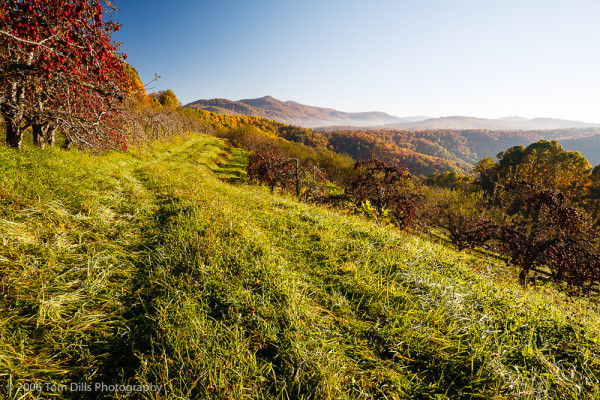 Orchard at Altapass, Little Switzerland, NC