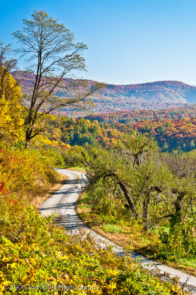 Orchard at Altapass, Little Switzerland, NC