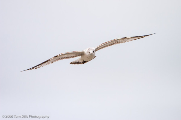 Ring-billed Gull at Litchfield Beach, SC