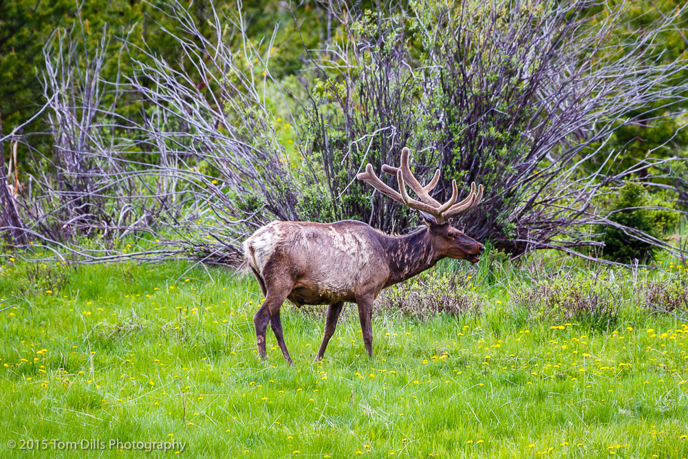 Elk along Trail Ridge Road in Rocky Mountains National Park, Colorado