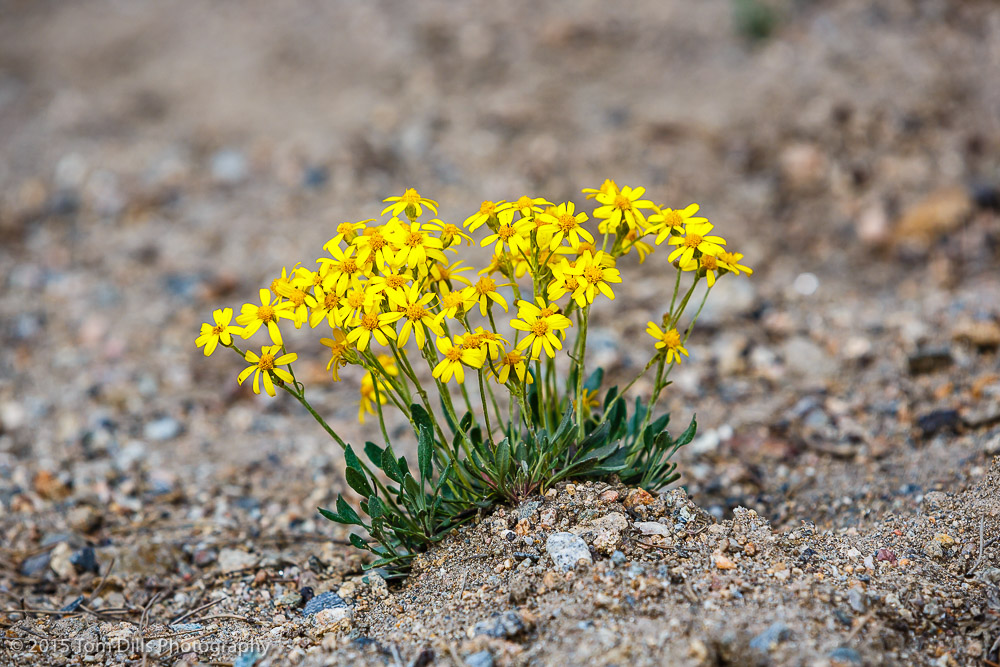 Wildflowers - I think Mountain Gumweed - At Farview Curve overlook in Rocky Mountains National Park