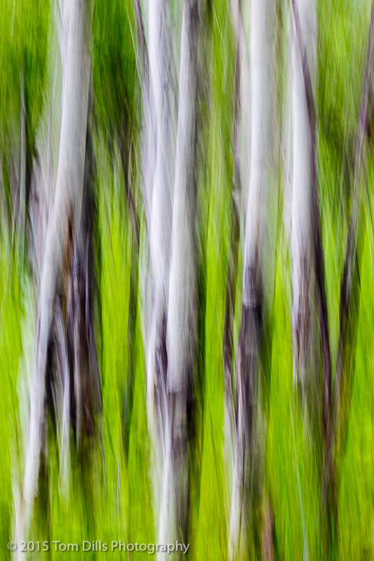Aspen motion blur in Rocky Mountains National Park