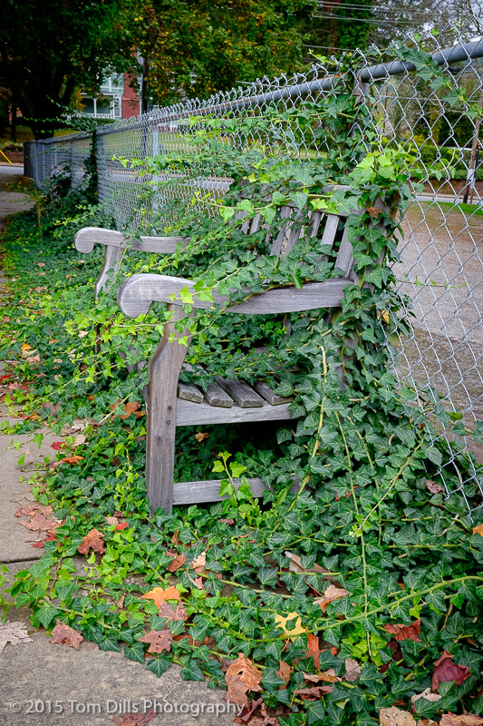 Vine covered bench in Waynesville, North Carolina