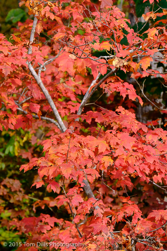 Photos of fall color in the trees behind our house.