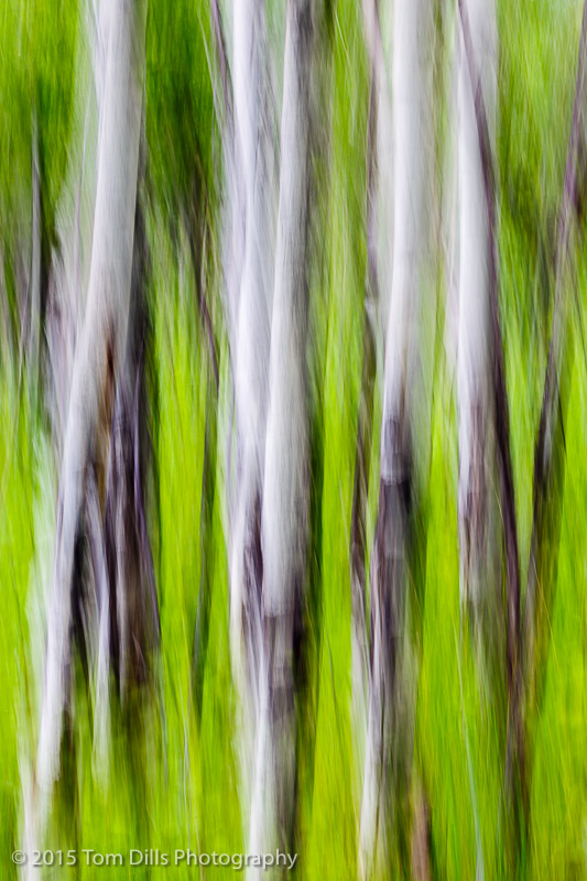 Aspen motion blur in Rocky Mountains National Park
