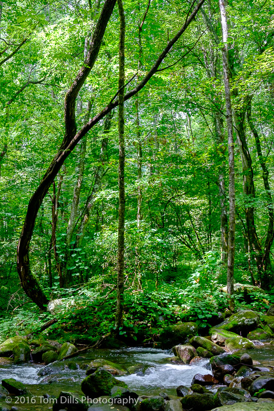 Along the Kephart Prong Trail in Great Smoky Mountains National Park, North Carolina