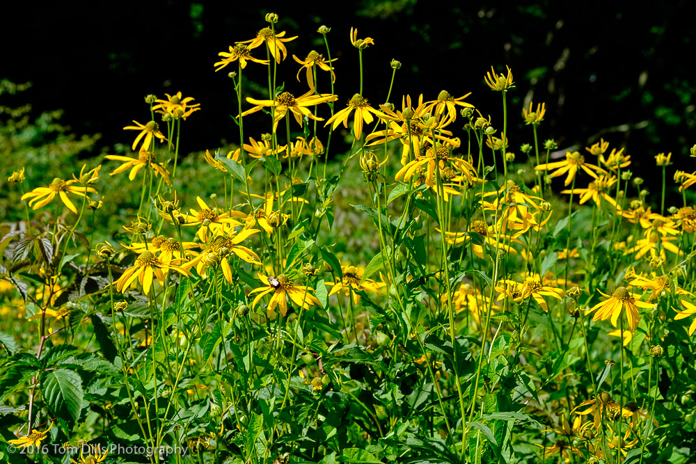 Yellow Coneflowers at Roy Taylor Forest overlook on the Blue Ridge Parkway