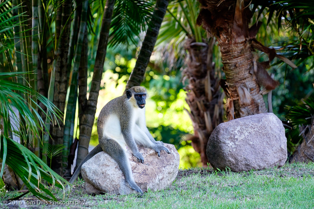 Green Vervet monkeys on the golf course at Four Seasons, Nevis West Indies