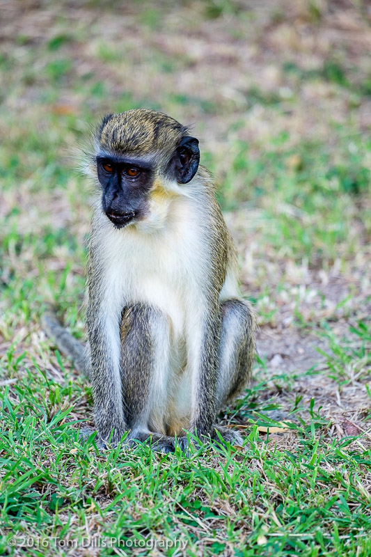 Green Vervet monkeys on the golf course at Four Seasons, Nevis West Indies