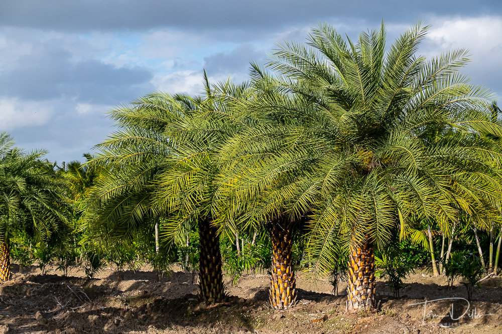 Palm tree nurseries near Homestead, Florida | Tom Dills Photography Blog