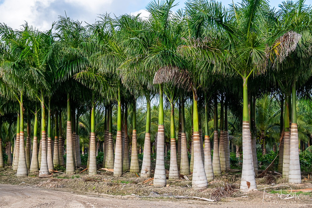 Palm tree nurseries near Homestead, Florida | Tom Dills ...